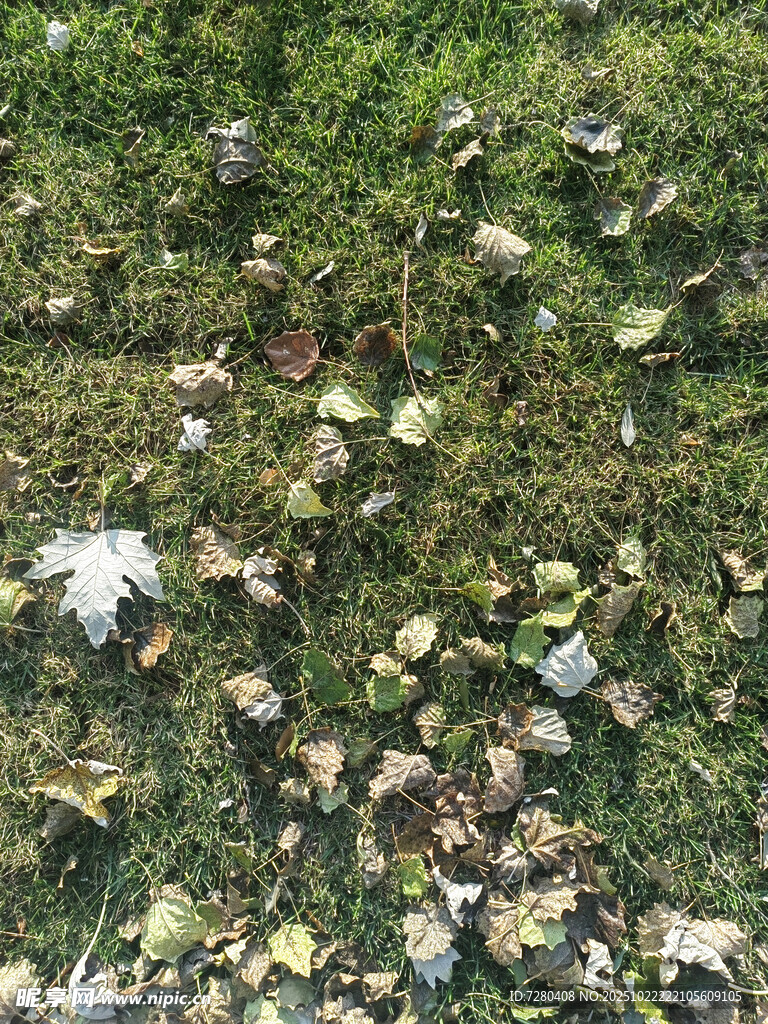 地面散落的多彩落叶