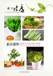 家庭蔬菜种植精选图集