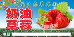 新鲜奶油草莓现摘现发