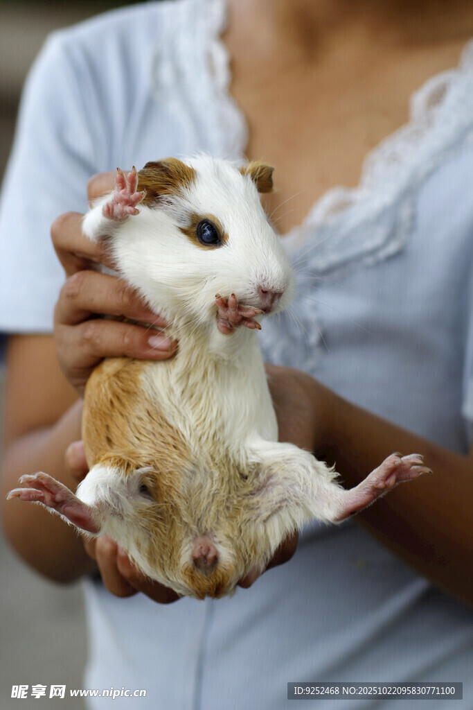 宠物鼠