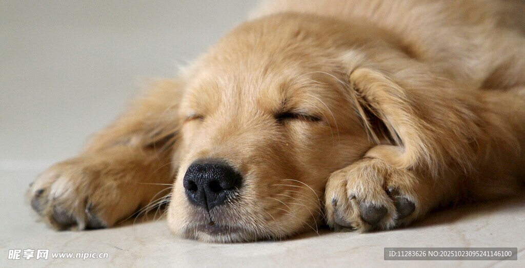 熟睡的金毛犬