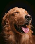 微笑的金毛犬