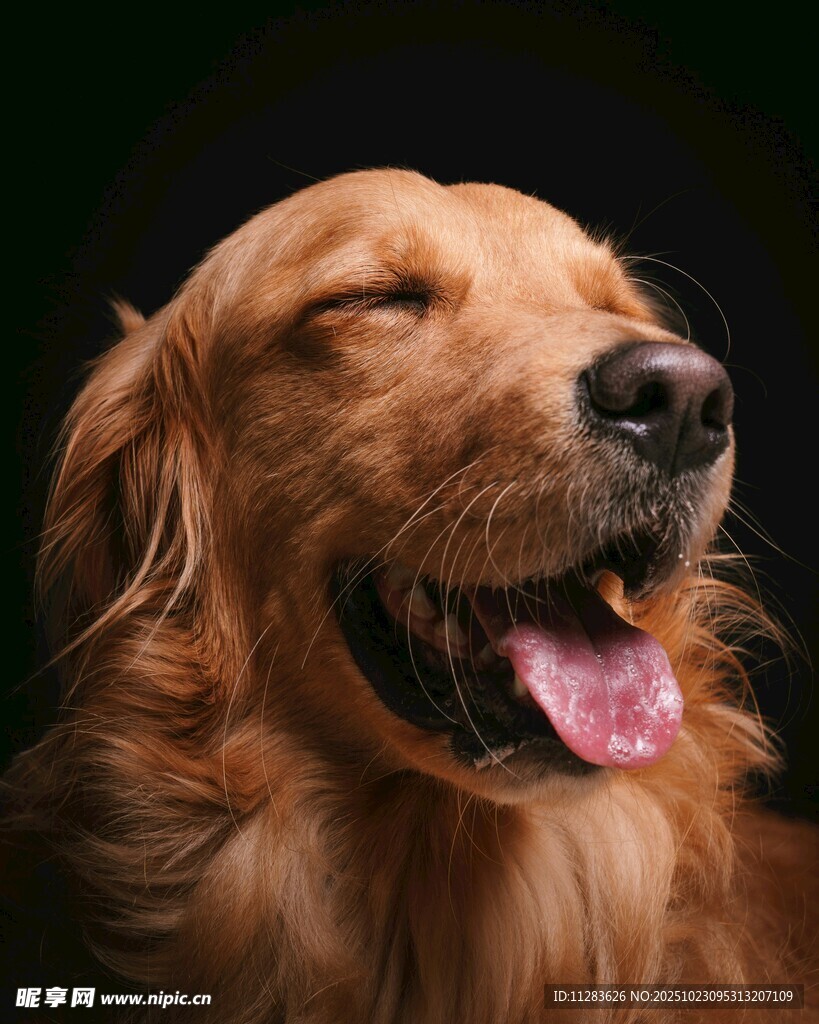 微笑的金毛犬