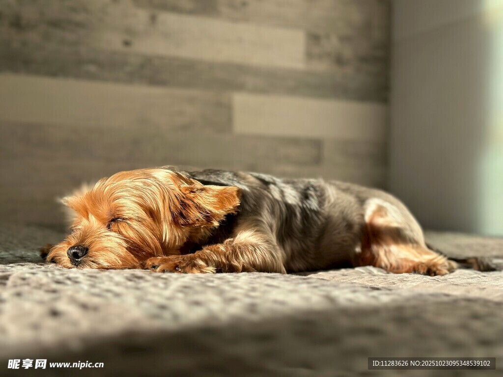 熟睡的约克夏犬