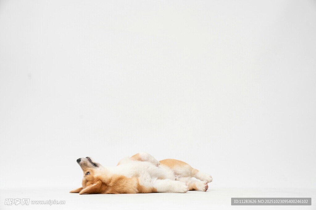 趴着的三色猫咪