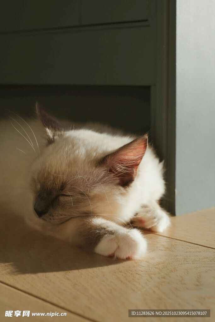 慵懒猫咪惬意趴桌小憩