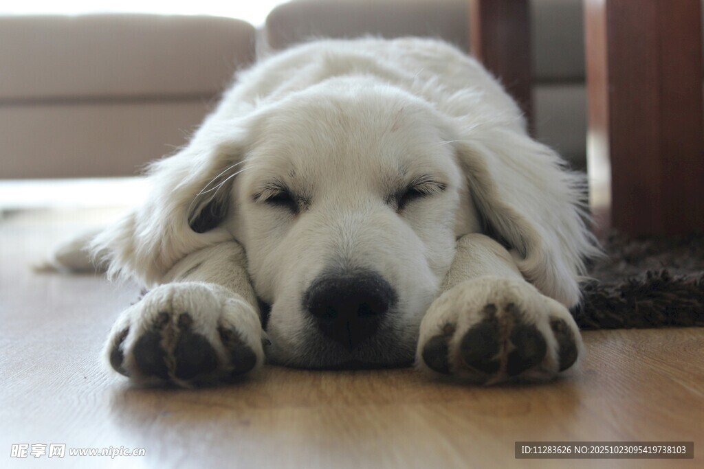 趴着的金毛犬