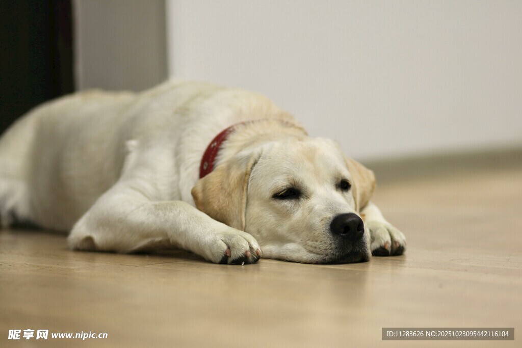 趴着的黄色拉布拉多犬