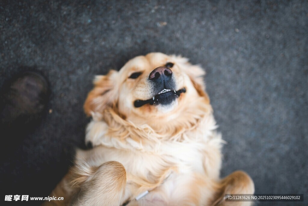 仰头微笑的可爱金毛犬