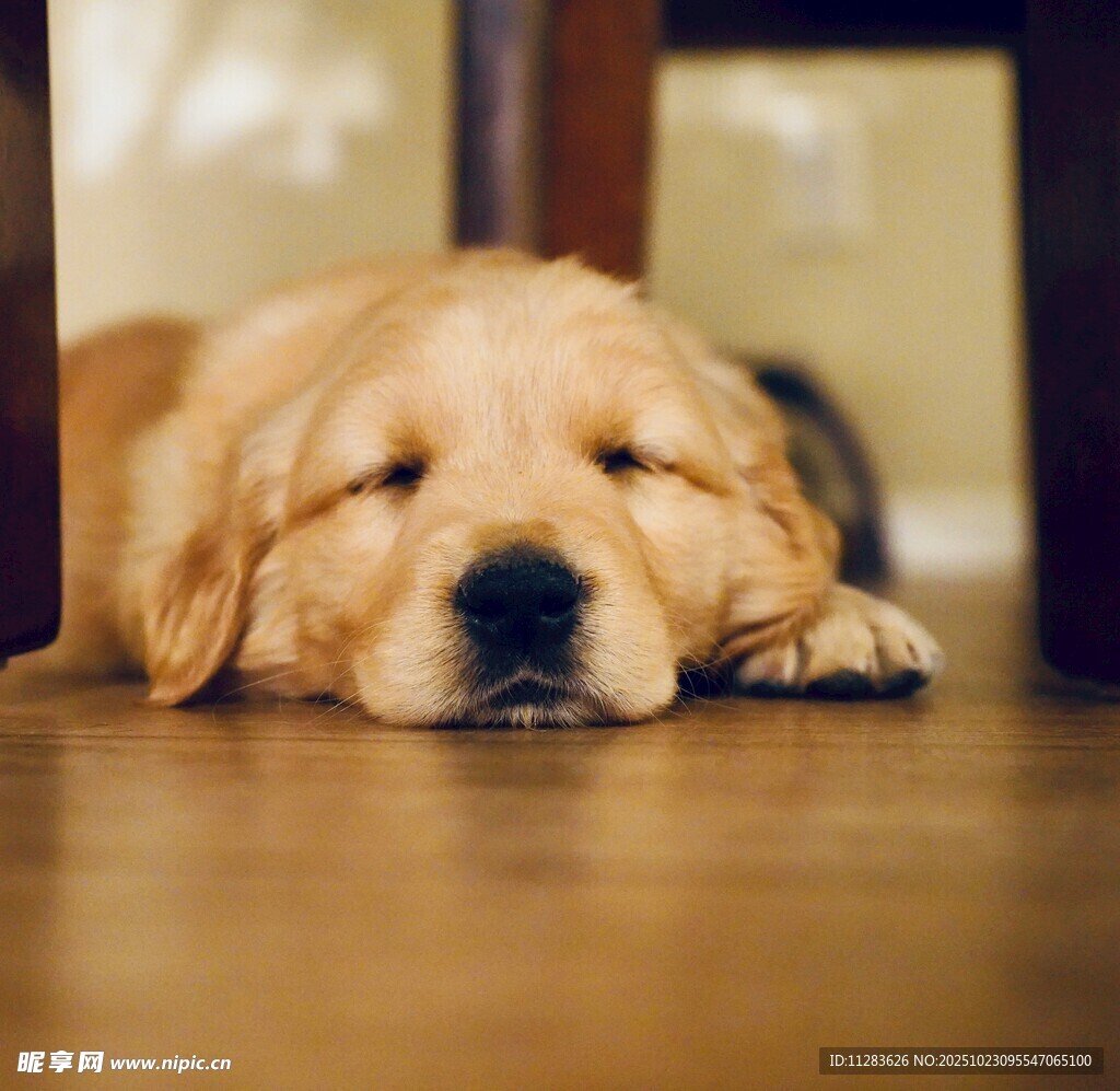 熟睡的金毛犬