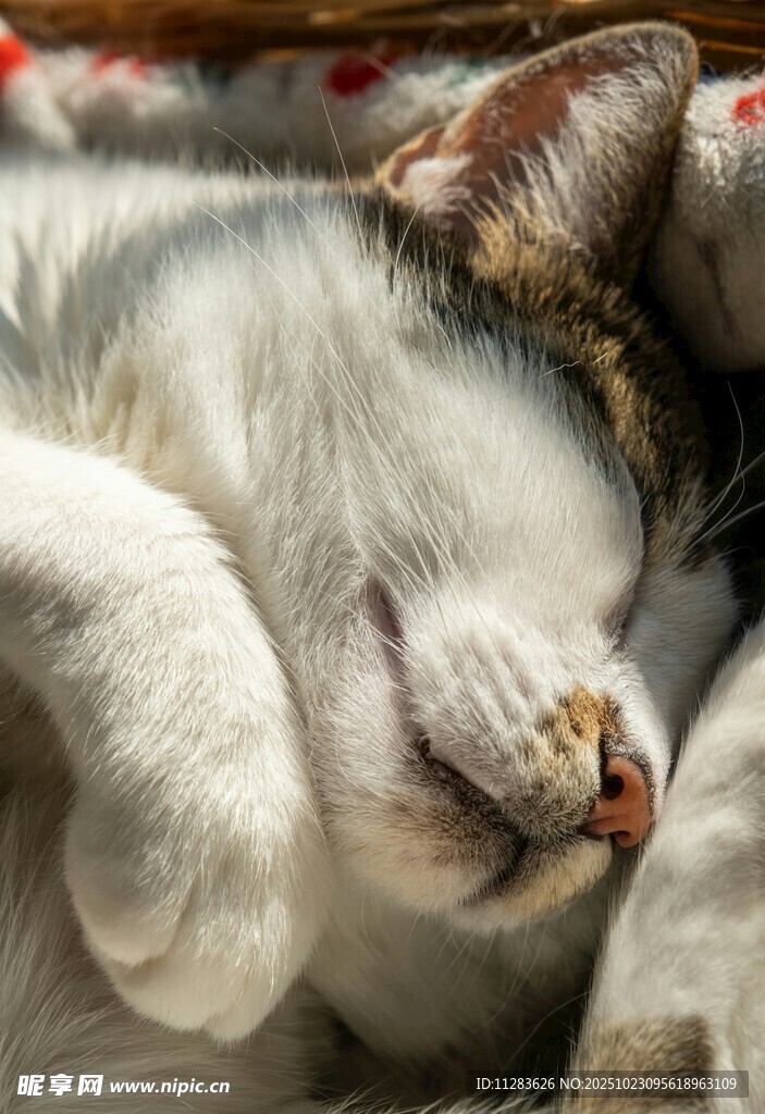 熟睡的猫咪
