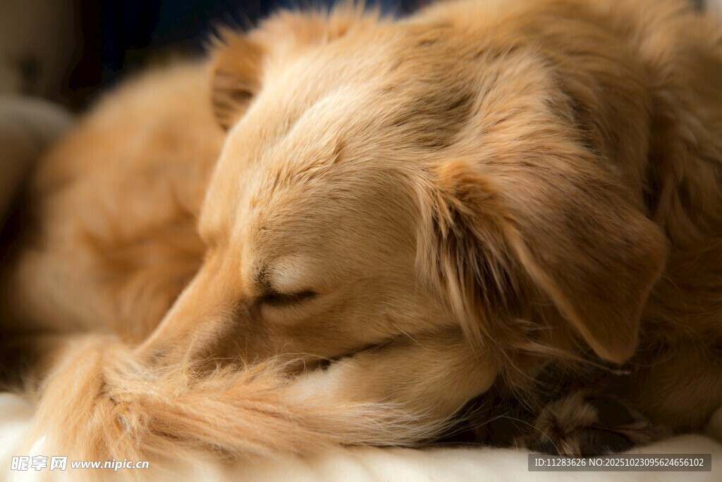 熟睡的金毛犬