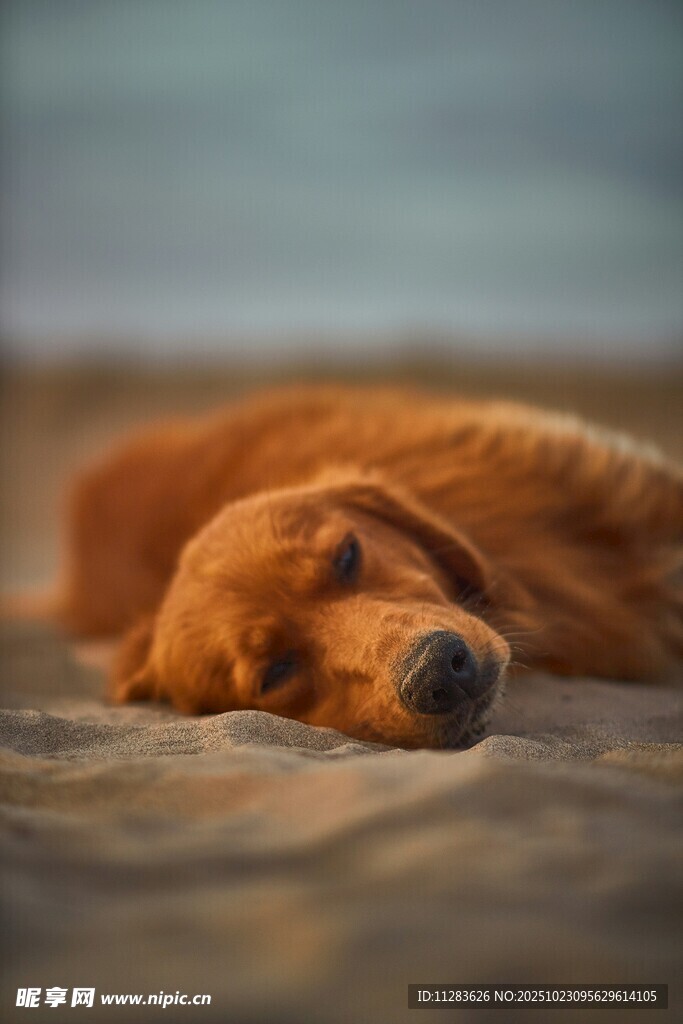 熟睡的金毛犬