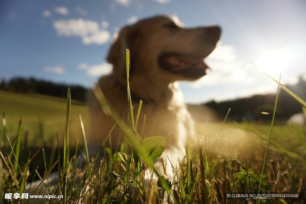 阳光下的金毛犬