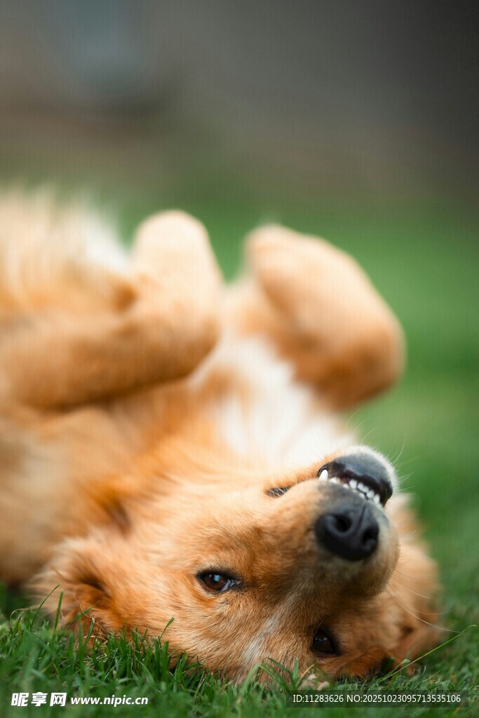金毛犬惬意躺草地