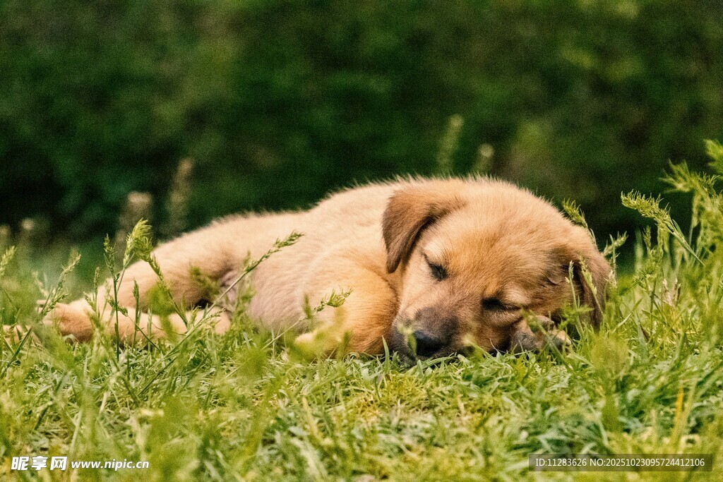 草地上小憩的可爱幼犬