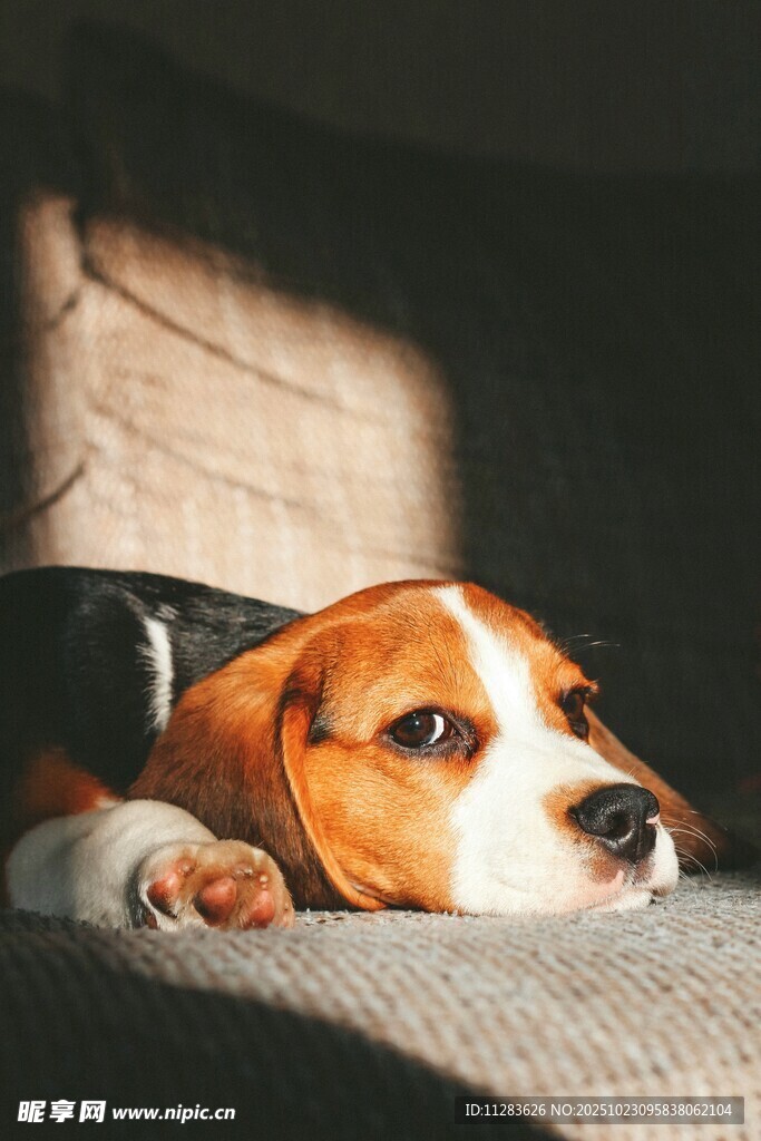 趴在沙发上的可爱小猎犬