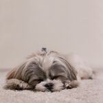 酣睡的可爱西施犬