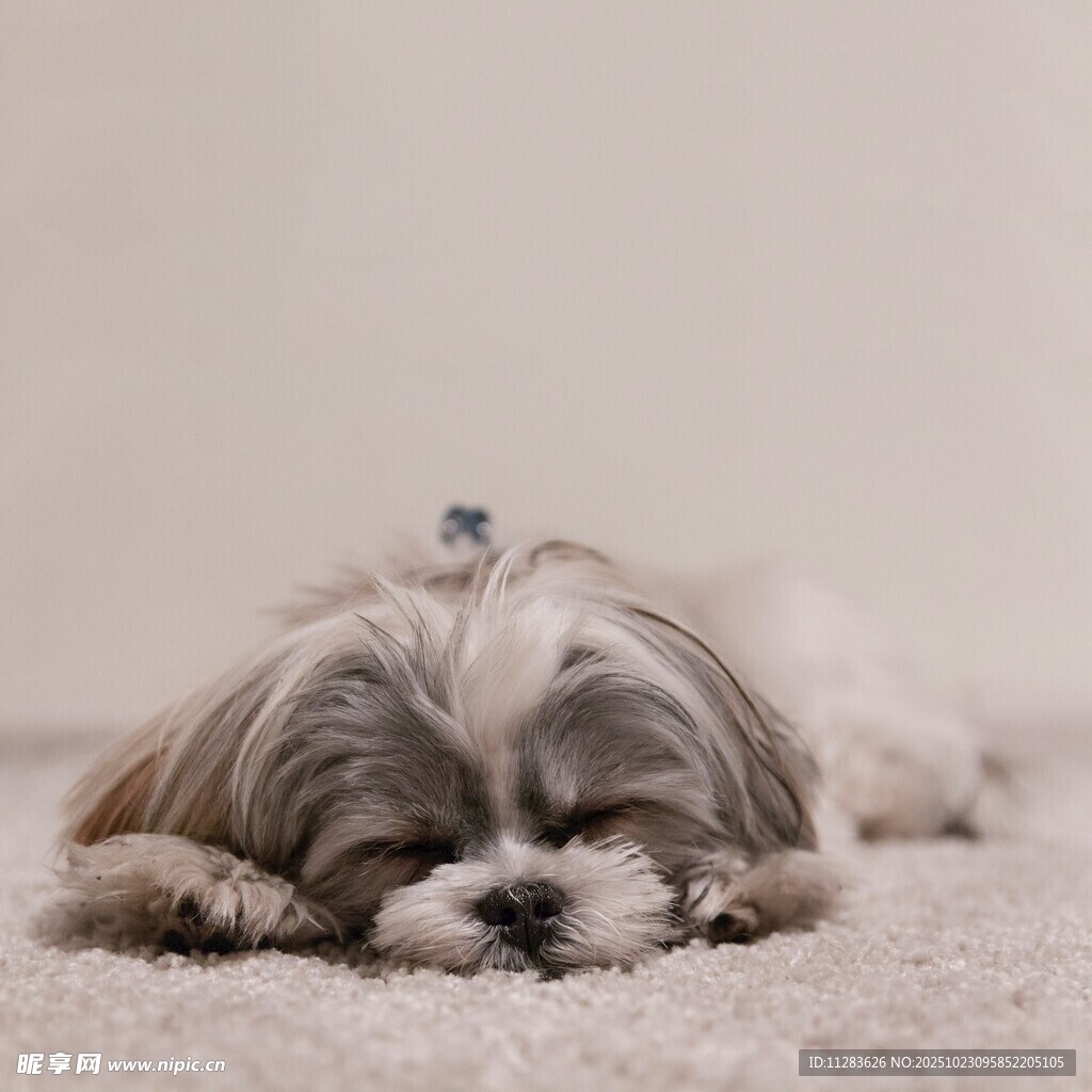 酣睡的可爱西施犬