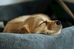 熟睡的金毛犬