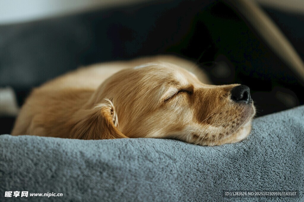 熟睡的金毛犬