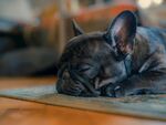 酣睡的法国斗牛犬