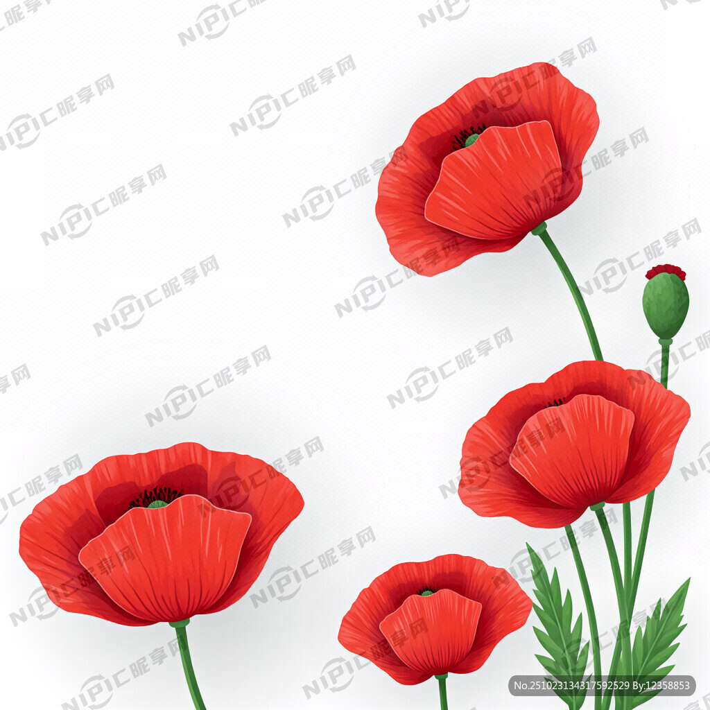 红色虞美人花朵  白色背景