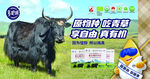 草原黑牦牛与趣味科普牌
