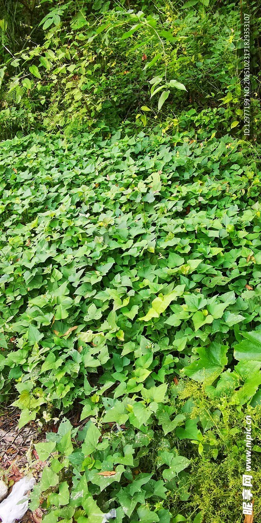 绿意盎然的地面植物景观