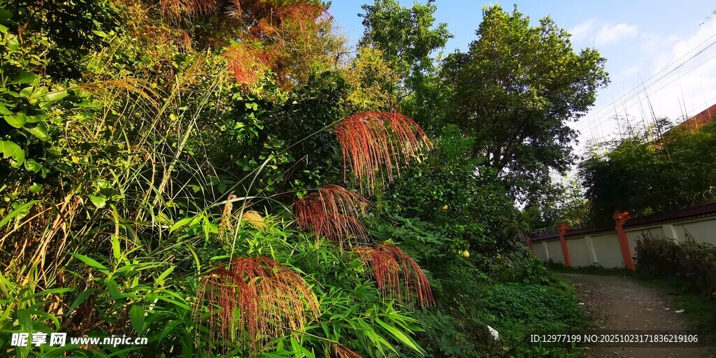 林间小道边的繁茂绿植