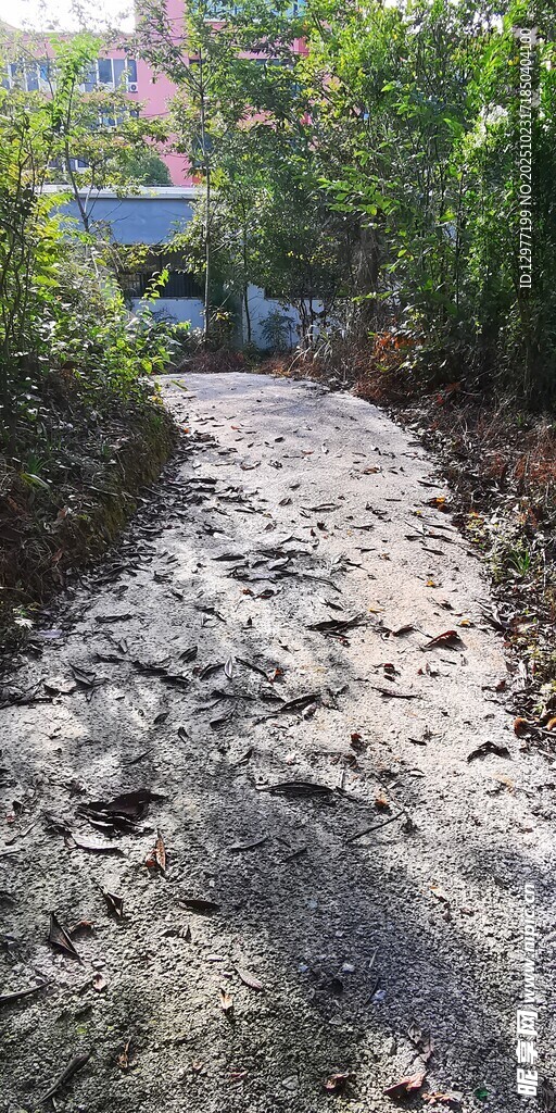 泥泞小路 周边绿植环绕