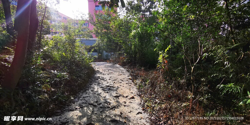 乡间泥泞小道 绿植环绕