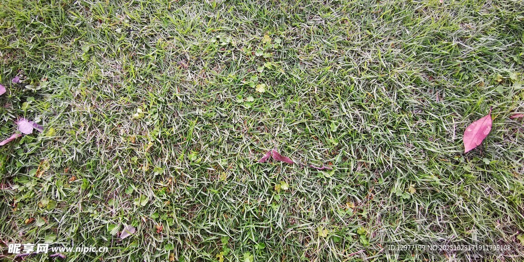 地面上的绿草与落叶