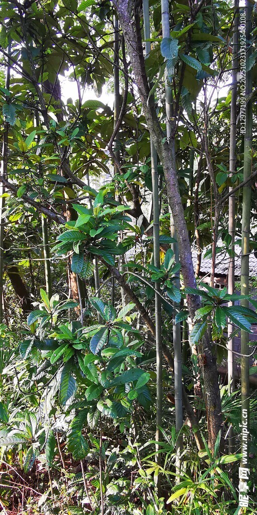 茂密森林中的繁茂植物