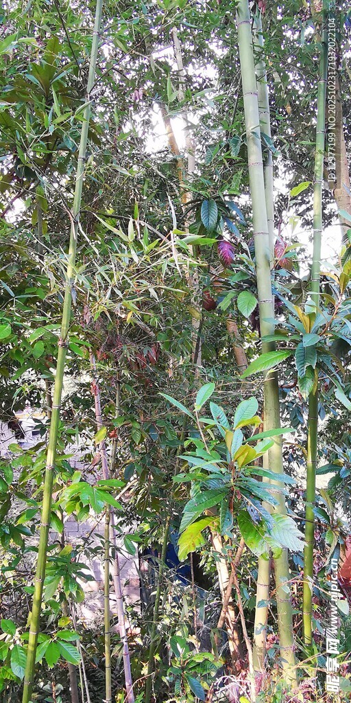 繁茂绿植竹子自然花卉景观