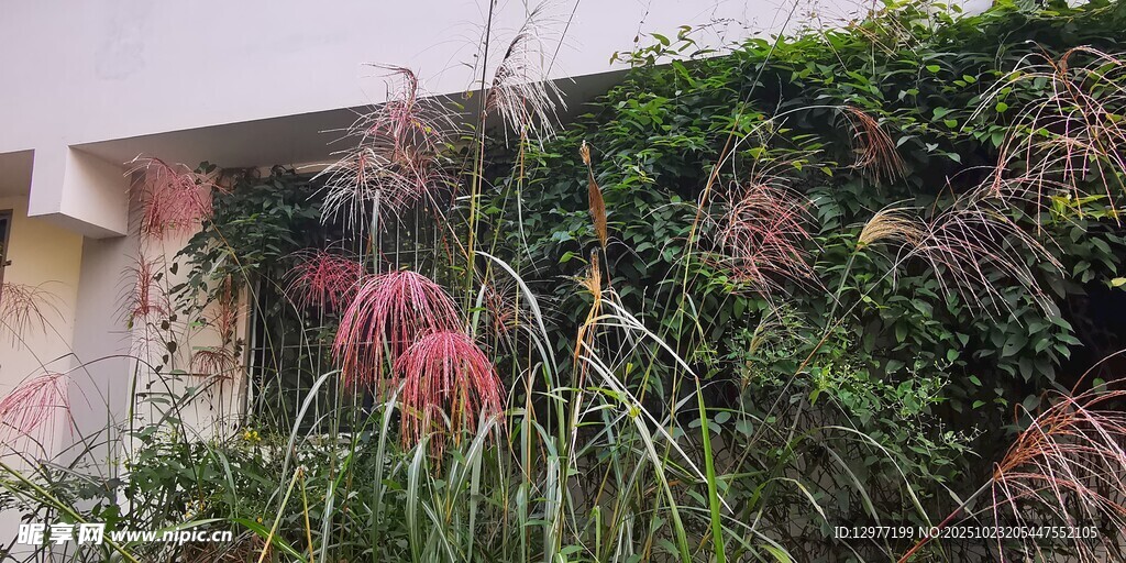 墙边绽放的粉紫色蒲苇