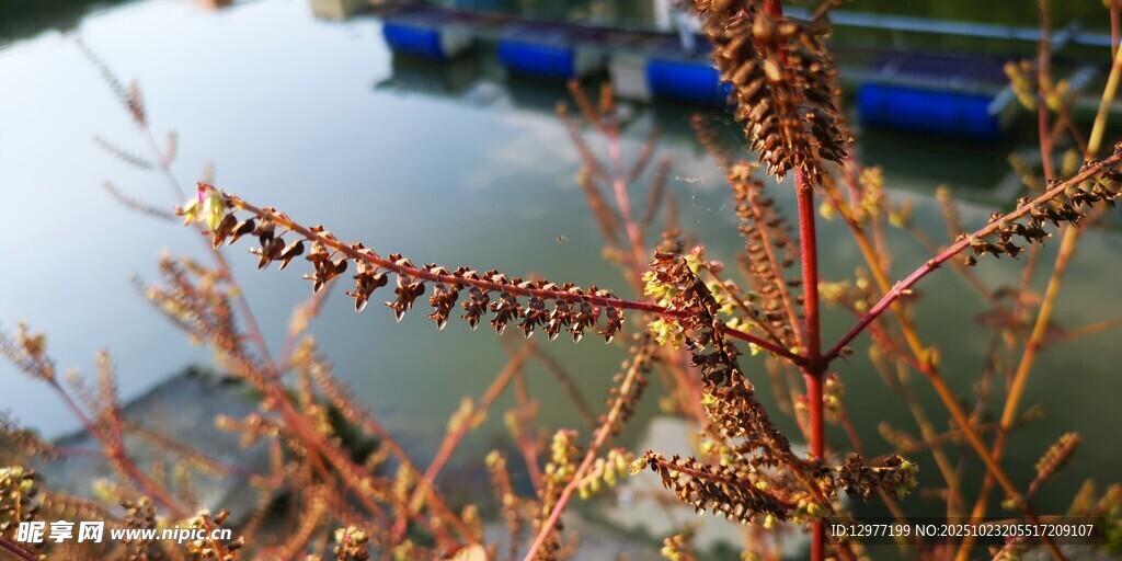 水边枯萎植物特写