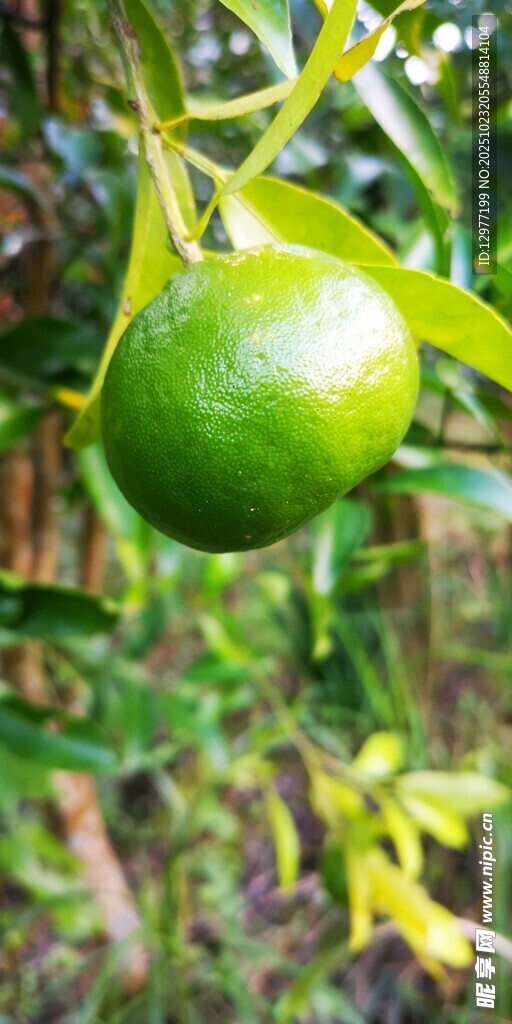 枝头青柠青橘