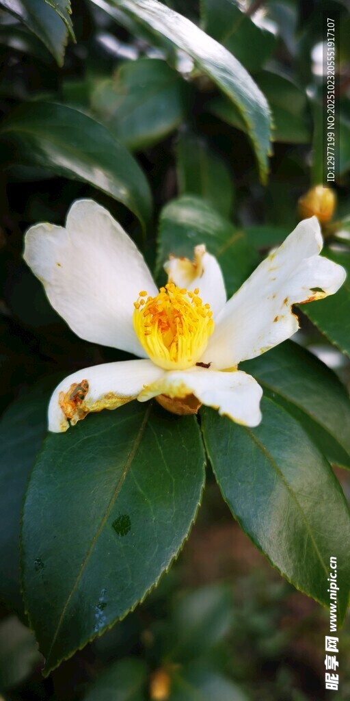 洁白山茶花绽放绿叶间