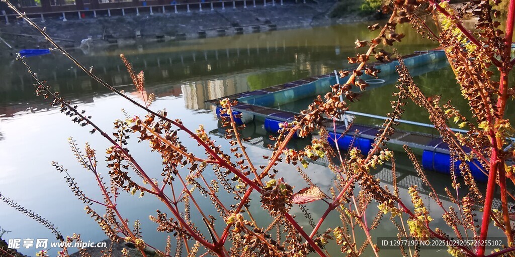 水边红枝与远处蓝色设施