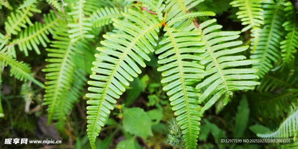 翠绿蕨类植物特写