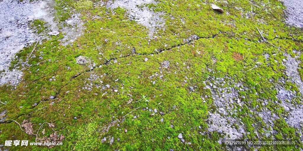 青苔覆盖的湿润地面