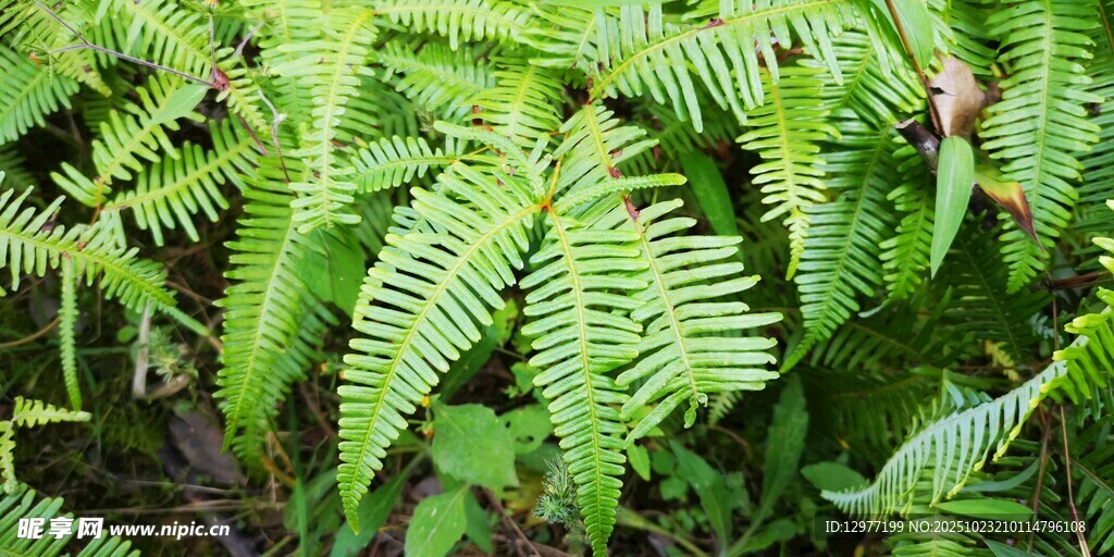 翠绿蕨类植物特写