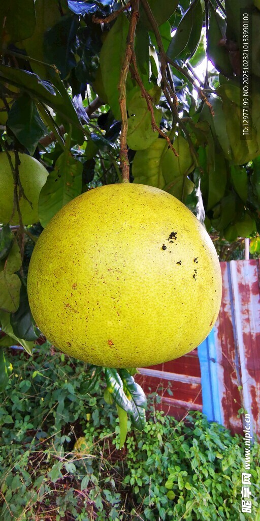 树上悬挂的黄色柚子大果实