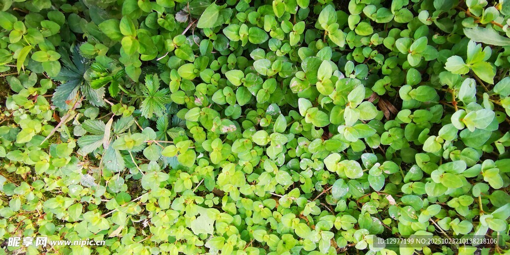 翠绿繁茂的叶片植物景观