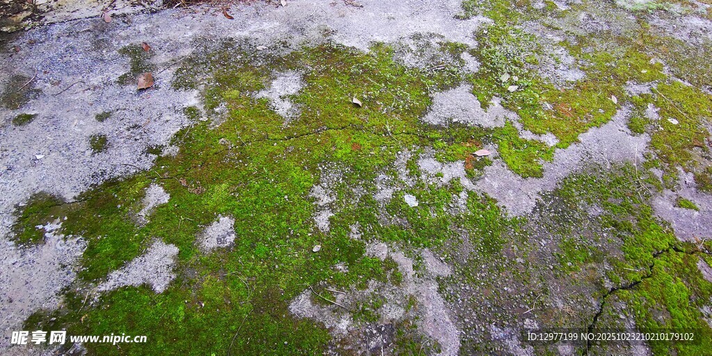 雪覆青苔景象