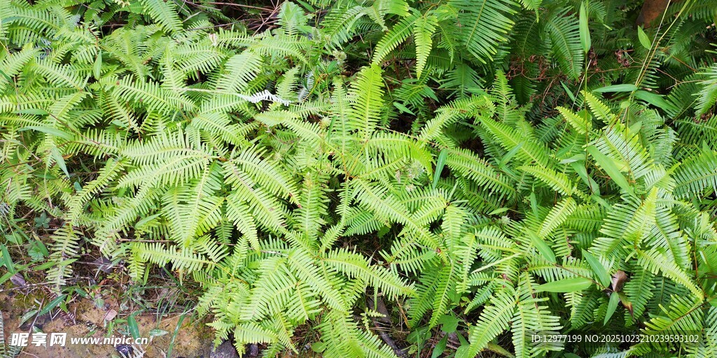 翠绿蕨类植物特写画面