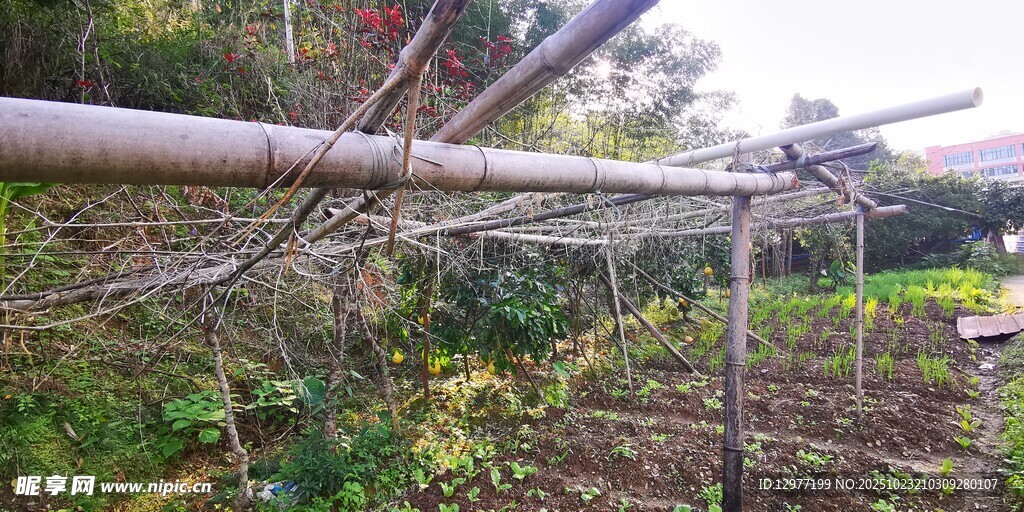 果园中的简易木制支架