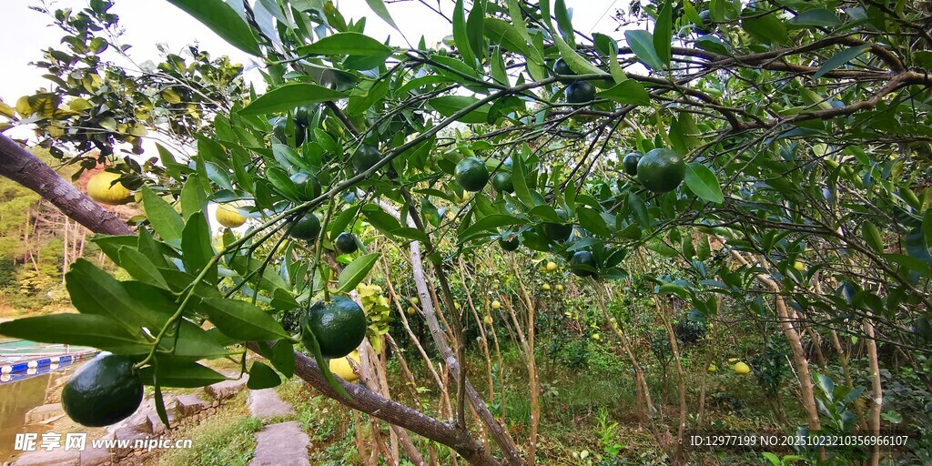 繁茂绿植下的小径