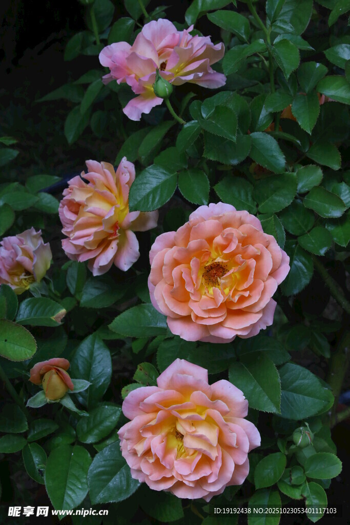 月季花 